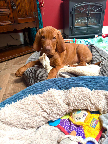 Baby boy from a litter of 10 KC reg looking for a new home