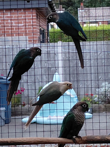 Greencheek Conures