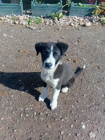 12 week old puppy
