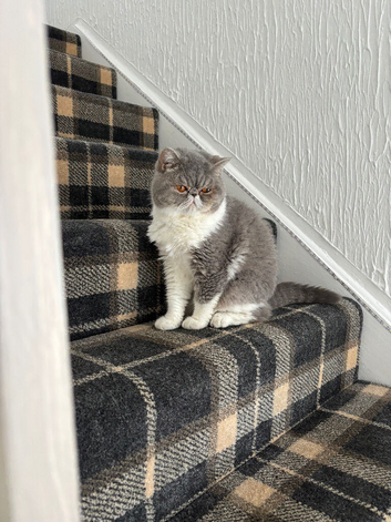 Persian female