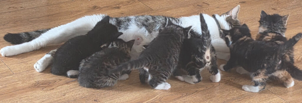 Kittens will be ready in 4 weeks