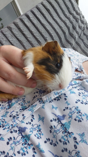 Guinea pig babies for sale