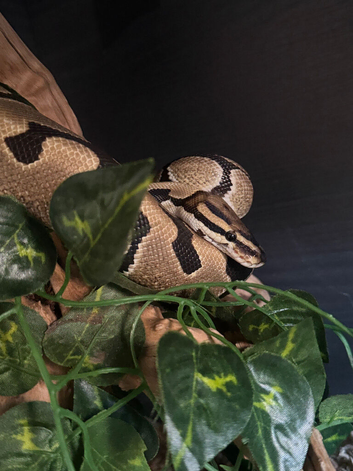 Female Enchi Ball Python