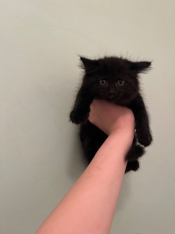 male 8 week old half ragdoll kitten