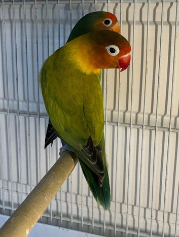 Love birds