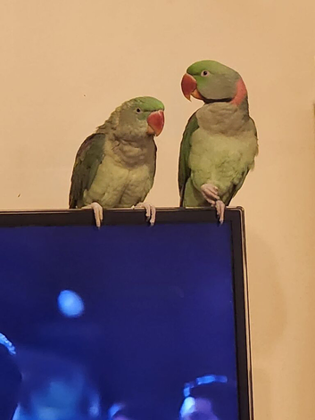 Alexandrine Parrots pair