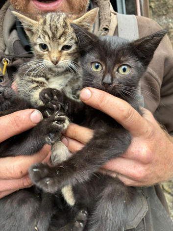 Kittens