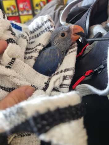 Hand reared super tame Indian ringneck