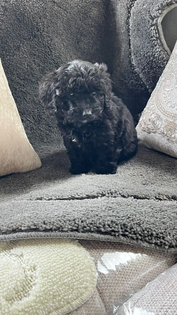 Cockapoo puppy