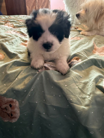 Bichon Maltese