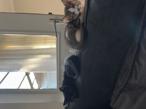 Kittens for sale
