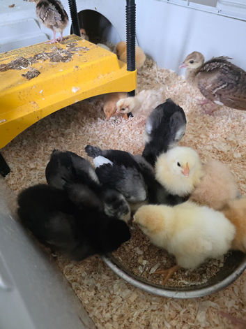 Buff orpington and other chicks