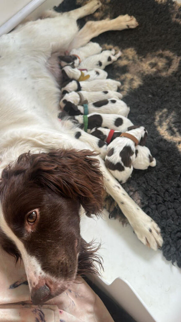 KC Reg L&W Springer Spaniel Puppies