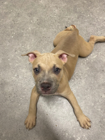 1 pup left ready now