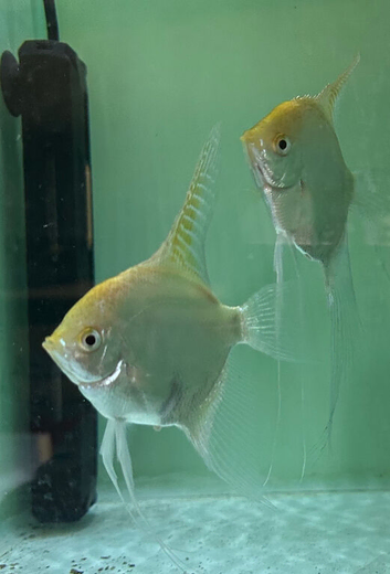 Two Lovely Adult Gold Angelfish