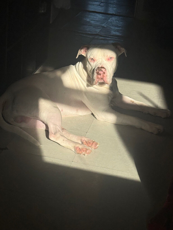 1 year old male