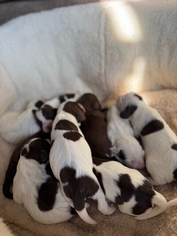 Cocker spaniel puppies