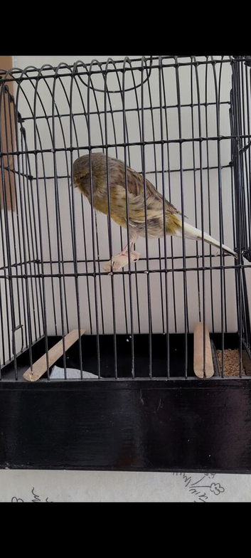 Yorkshire canaries