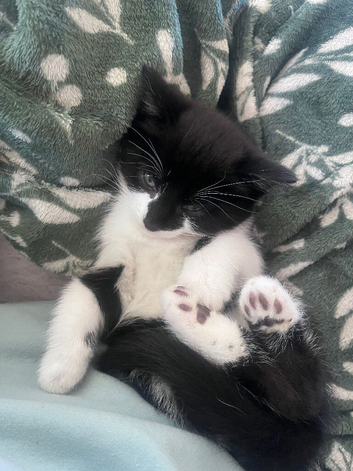 Kitten Black and White