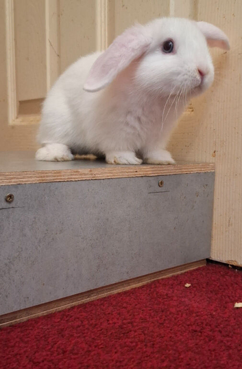 Female 8 week old Rabbit