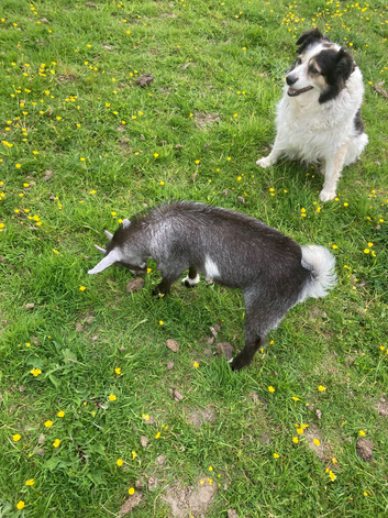 Pygmy Goat Kid For Sale