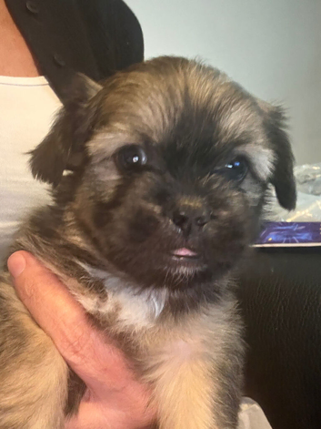 Beautiful Lhaso apso mix puppies