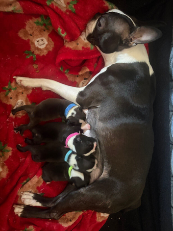 Boston Terrier Puppies