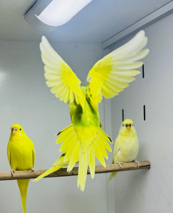 Budgies