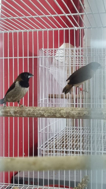 Black-faced Munia