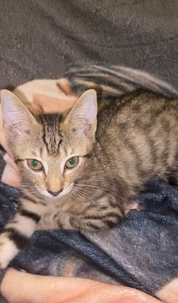 Girl Kitten in Hounslow