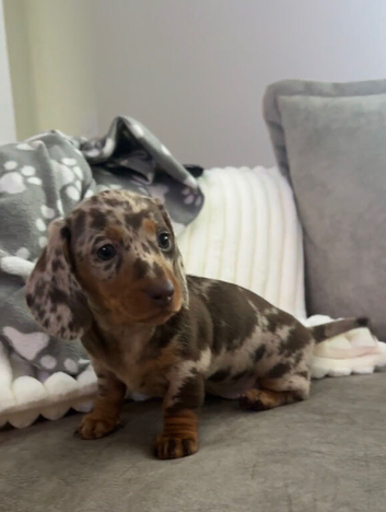 Miniature dachshund puppies