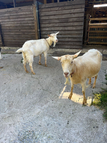 Two British Guernsey Goats