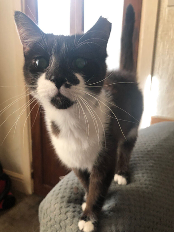 12 month old male kitten neutered