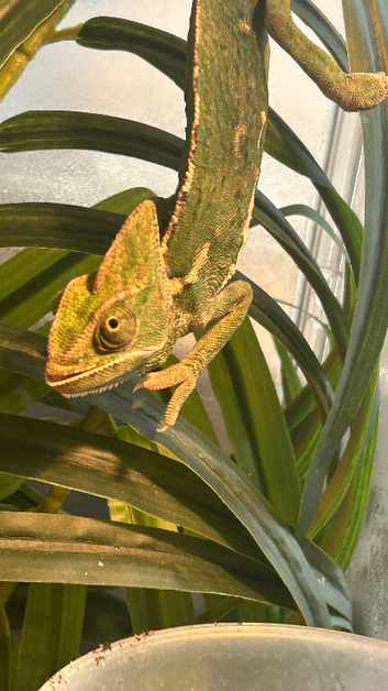 Yemen Chameleon male well handled looking for new home