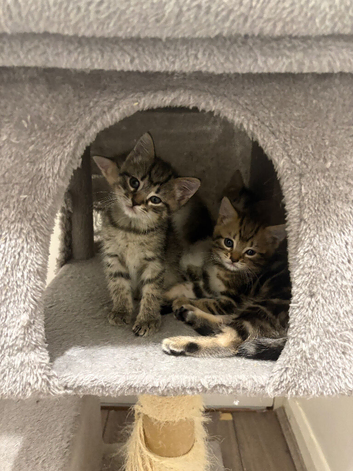 Gorgeous Bengal Kittens &ndash; 3 Boys