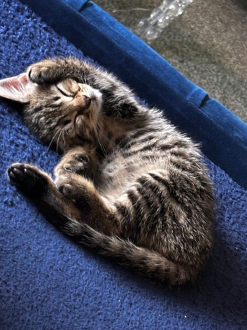 Rehome kitten