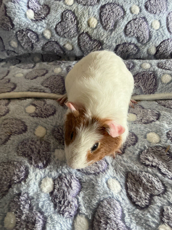 Re Available - Baby male Guinea Pig