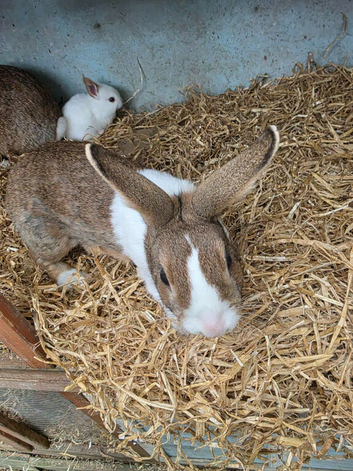 Dutch X English Spot baby bunnies