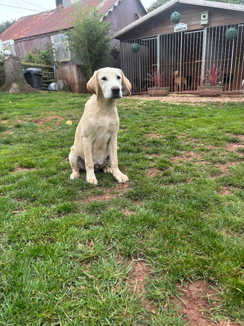 Lovely Labrador dog in need of a home
