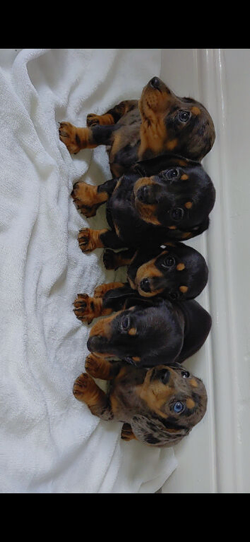 miniature dachsound puppys