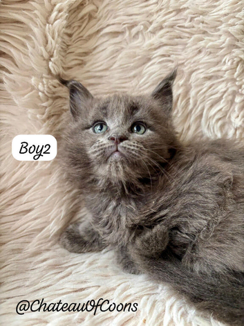 Beautiful Blue Smoke Maine Coon Kittens &ndash; TICA Registred