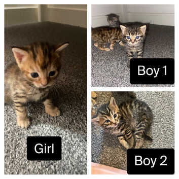 Bengal X Ginger Tabby