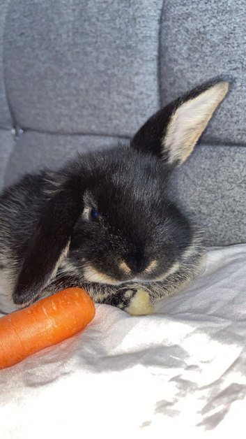8week rabbit