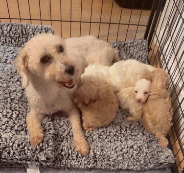 Shihpoo Mix