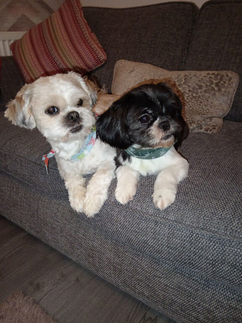 Shih tzu for sale