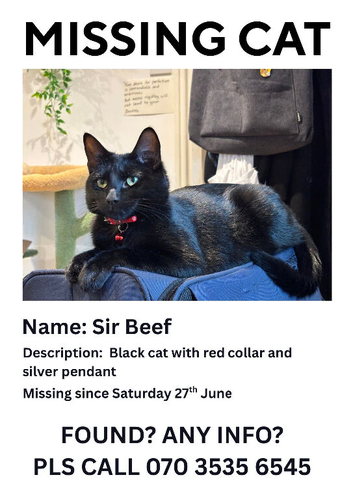 MISSING CAT