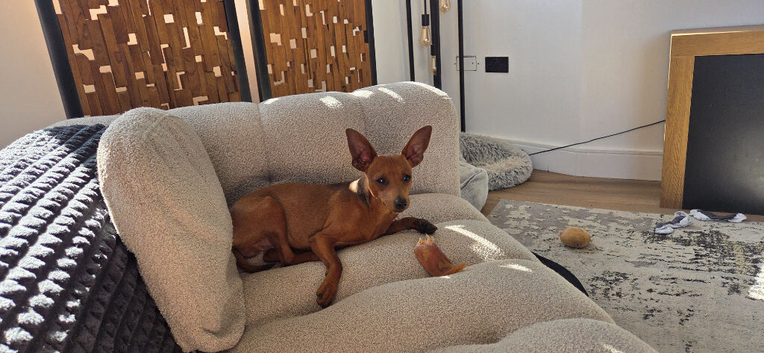 Two Boys, 1 Tan Colour / 1 Black and Tan