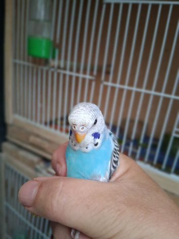Budgies for sale