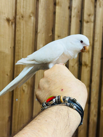 Quaker parrot