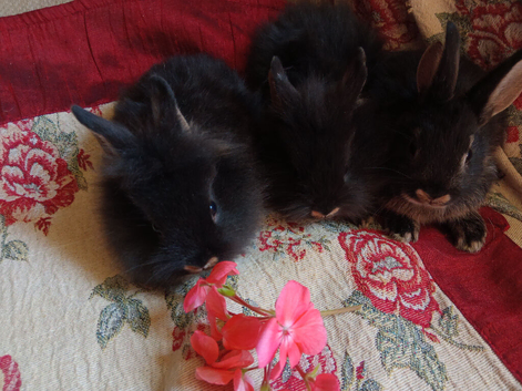 Netherland Dwarf baby crossbred Rabbits